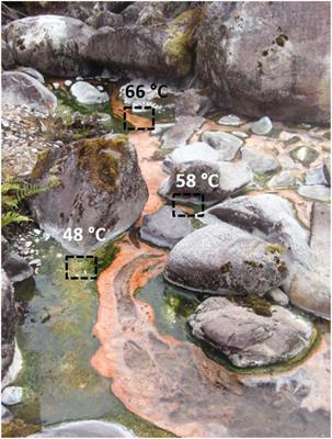 Diurnal Changes in Active Carbon and Nitrogen Pathways Along the Temperature Gradient in Porcelana Hot Spring Microbial Mat